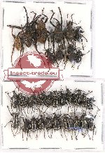 Scientific lot no. 338 Curculionidae (31 pcs A, A-, A2)