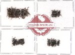 Scientific lot no. 100 Cerambycidae (Lamiinae) (17 pcs - 4 pcs A2)