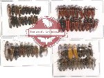 Scientific lot no. 2 Elateridae (70 pcs)