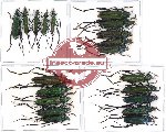 Scientific lot no. 101 Cerambycidae (Callichromatini) (20 pcs)