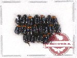 Scientific lot no. 7 Sericinae (20 pcs)