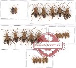 Scientific lot no. 438 Heteroptera (Coreidae)(22 pcs)