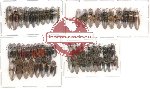 Scientific lot no. 3 Elateridae (60 pcs)