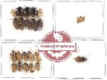 Scientific lot no. 383 Heteroptera (24 pcs)