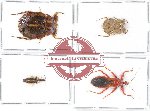 Scientific lot no. 423 Heteroptera (4 pcs)