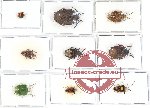 Scientific lot no. 441 Heteroptera (9 pcs)