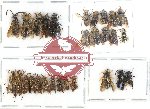 Scientific lot no. 222 Hymenoptera (28 pcs A, A-, A2)
