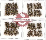 Scientific lot no. 215 Hymenoptera (40 pcs)