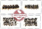 Scientific lot no. 216 Hymenoptera (55 pcs)