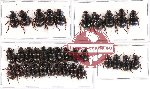 Hybosorinae sc. lot no. 68 (34 pcs - 10 pcs A2)