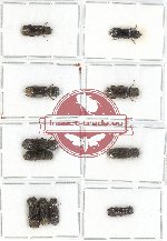 Bostrichidae Scientific lot no. 17 (11 pcs)