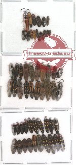 Scientific lot no. 4 Elateridae (55 pcs)