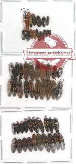 Scientific lot no. 4 Elateridae (55 pcs)