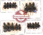 Scientific lot no. 287 Carabidae (Chlenius spp.) (18 pcs A, A-, A2)