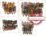 Scientific lot no. 5 Elateridae (60 pcs)