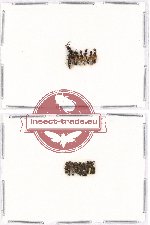 Scientific lot no. 70 Staphylinidae (17 pcs)