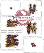 Scientific lot no. 84 Staphylinidae (20 pcs)