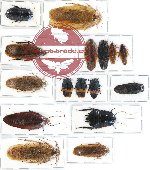 Scientific lot no. 13 Blattodea (16 pcs A, A-, A2)