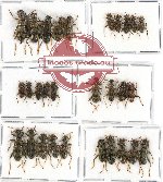 Scientific lot no. 63 Cleridae (29 pcs)