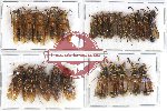 Scientific lot no. 227 Hymenoptera (25 pcs)