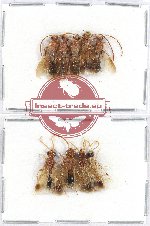 Scientific lot no. 4 Hymenoptera (Mutilidae) (9 pcs)