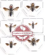 Scientific lot no. 230 Hymenoptera (6 pcs - spread)