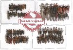 Scientific lot no. 6 Elateridae (78 pcs)