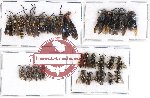 Scientific lot no. 165 Hymenoptera (32 pcs)