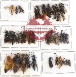 Scientific lot no. 159 Hymenoptera (38 pcs)