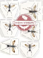 Scientific lot no. 167 Hymenoptera (Chalybion spp.) (6 pcs)