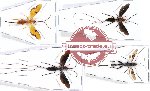 Scientific lot no. 221A Hymenoptera (Ichneumonidae) (4 pcs)