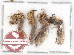 Scientific lot no. 2A Mantispidae (4 pcs - 2 pcs A2)