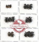 Scientific lot no. 402 Coprophaga (Onthophagini) (16 pcs)