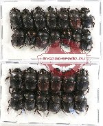 Scientific lot no. 441 Coprophaga (Onthophagini) (26 pcs - large sp.)