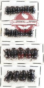 Scientific lot no. 436 Coprophaga (21 pcs)