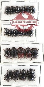 Scientific lot no. 436 Coprophaga (21 pcs)