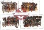 Scientific lot no. 7 Elateridae (108 pcs)