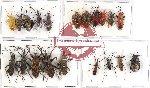 Scientific lot no. 432 Heteroptera (20 pcs - 10 pcs A2)