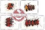 Scientific lot no. 436 Heteroptera (15 pcs A, A-, A2)