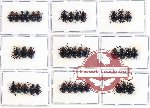 Scientific lot no. 26 Endomychidae (38 pcs A, A-, A2)