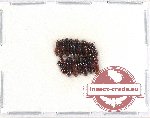 Scientific lot no. 175 Tenebrionidae (16 pcs)