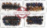 Scientific lot no. 216 Chrysomelidae (71 pcs)