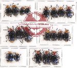 Scientific lot no. 212 Chrysomelidae (20 pcs)