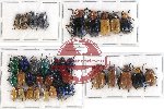 Scientific lot no. 219 Chrysomelidae (36 pcs)