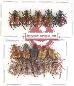 Scientific lot no. 166A Rutelinae (15 pcs)