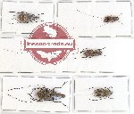 Scientific lot no. 67 Anthribidae (5 pcs - 1 pc A2)