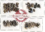 Scientific lot no. 311 Curculionidae (29 pcs)