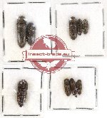 Scientific lot no. 57 Eucnemidae (9 pcs)