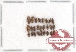 Elmidae sc. lot no. 13 (26 pcs)