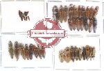 Scientific lot no. 9 Elateridae (43 pcs)